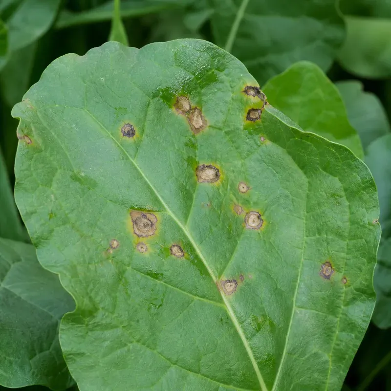 Representación editorial de síntomas foliares compatibles con Pseudomonas viridiflava