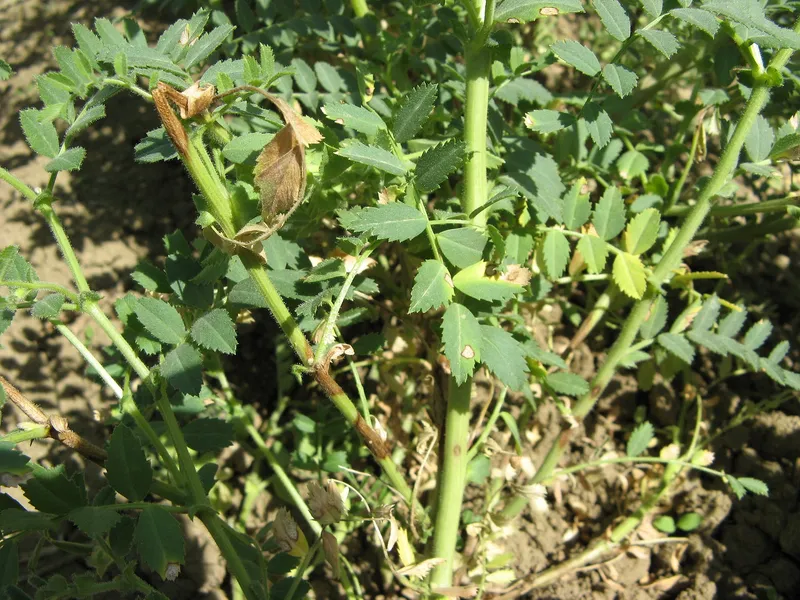 Plaga de RABIA DEL GARBANZO, ASCOCHYTA RABIEI