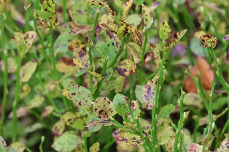 Plaga de ROYA DEL ARÁNDANO, NAOHIDEMYCES VACCINII