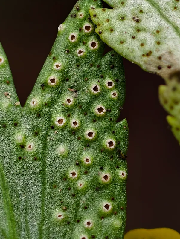Plaga de ROYA DEL CIRUELO, TRANZSCHELIA PRUNI-SPINOSAE