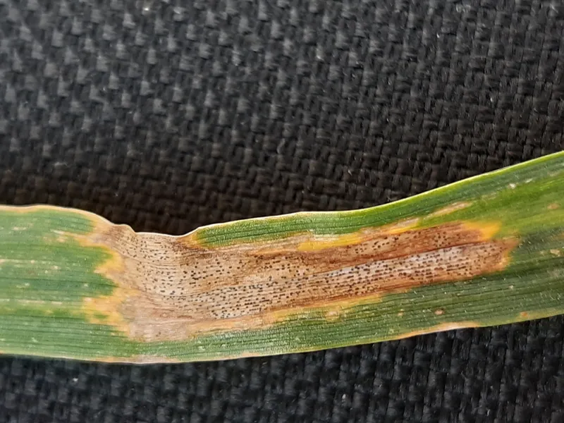 Plaga de SEPTORIOSIS DEL TRIGO, ZYMOSEPTORIA TRITICI