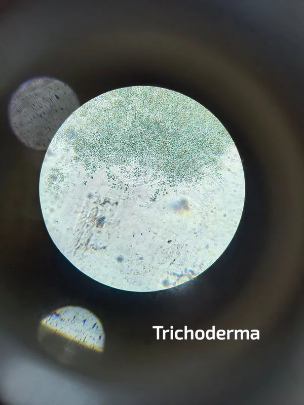 Plaga de TRICHODERMA SPP.