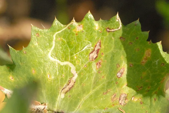 Plaga de CHROMATOMYIA HORTICOLA