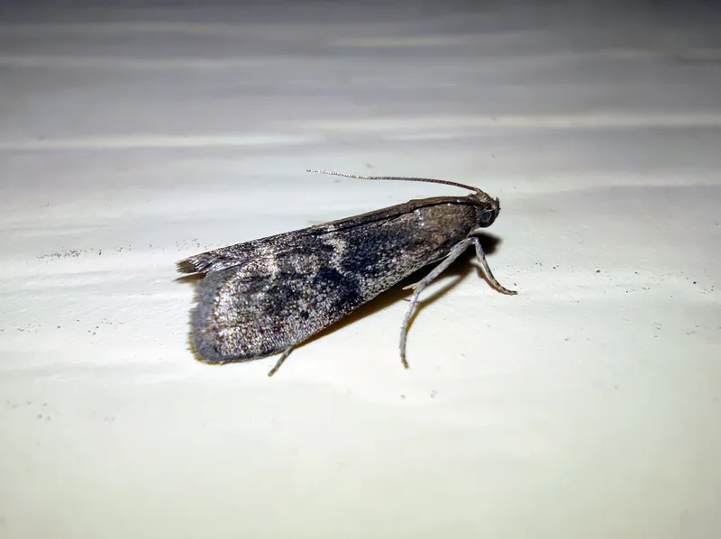 Plaga de POLILLA DEL MEMBRILLO, EUZOPHERA BIGELLA