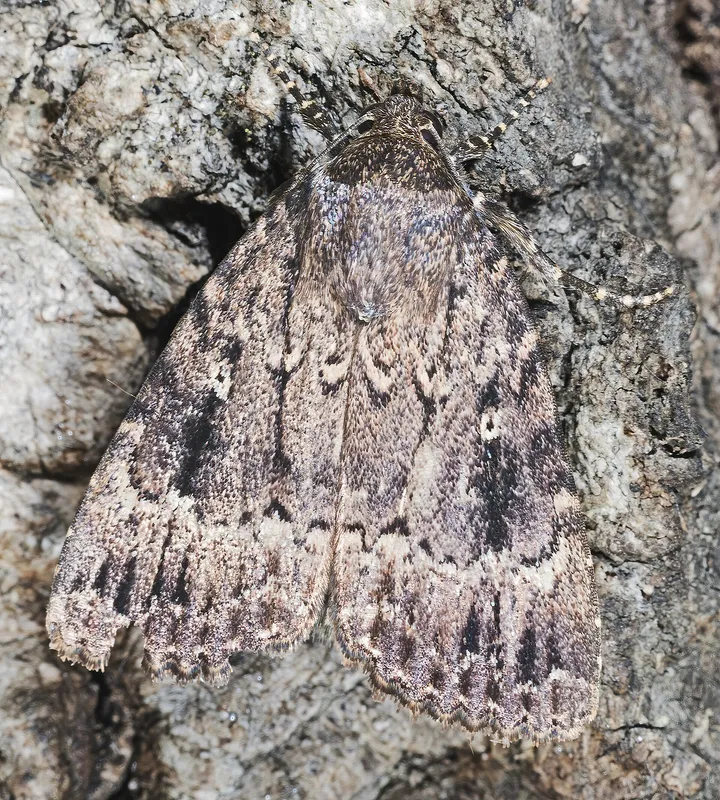 Plaga de AMPHIPYRA PYRAMIDEA