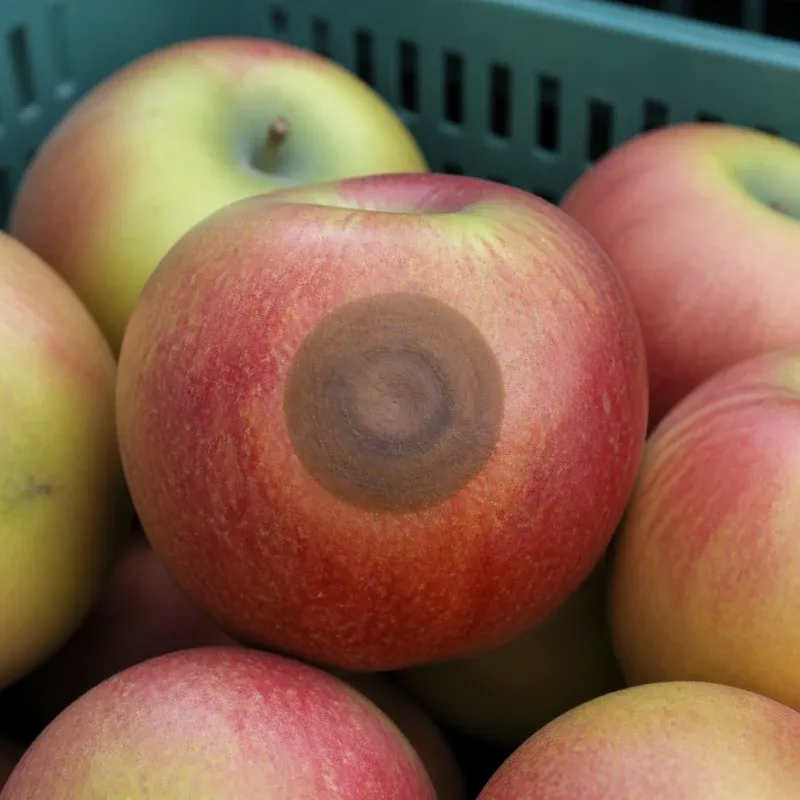 Representación editorial de una podredumbre compatible con Neofabraea spp. en manzana