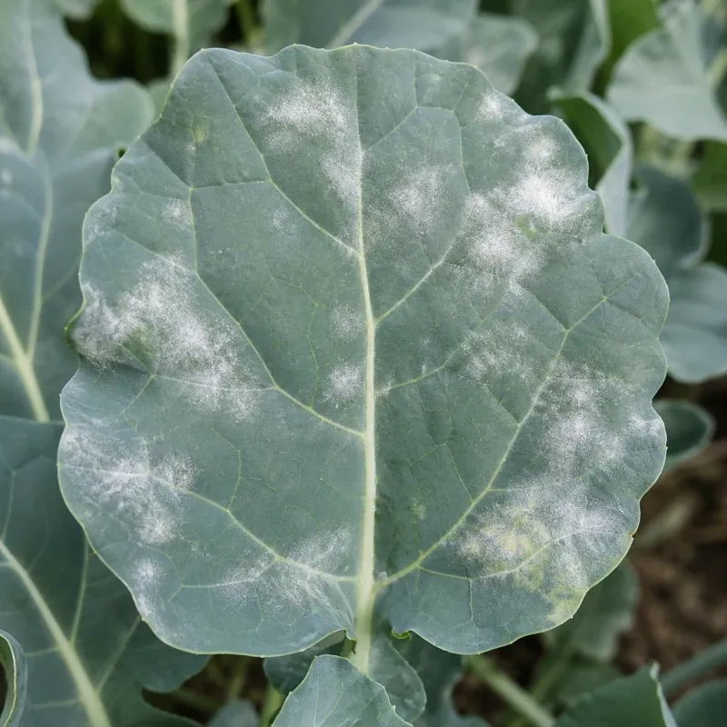 Representación editorial de síntomas compatibles con Erysiphe cruciferarum en una crucífera