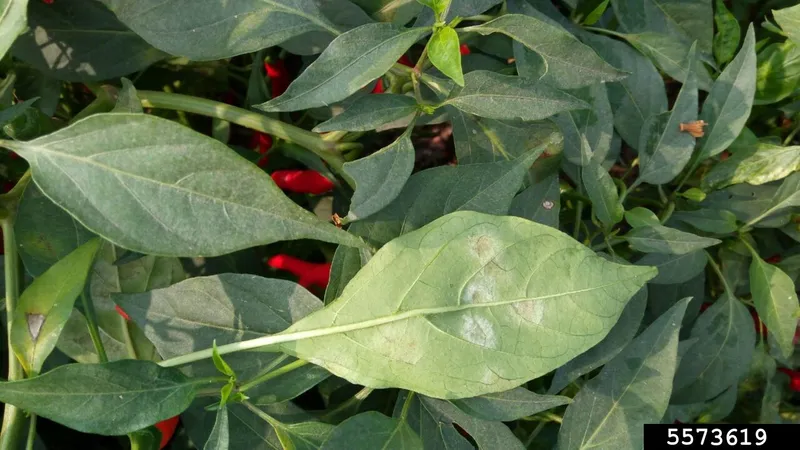Oídio sobre hoja afectada