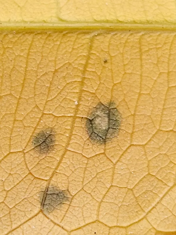 Plaga de PSEUDOCERCOSPORA SPP.