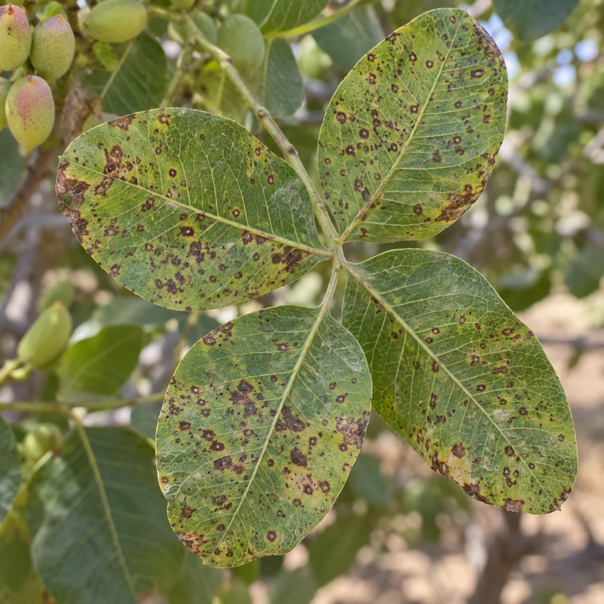 Representación editorial de septoriosis del pistacho (Septoria spp.) en una hoja de pistachero