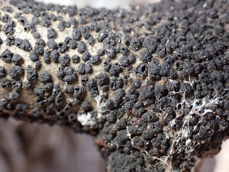 Plaga de NECTRIACEAE