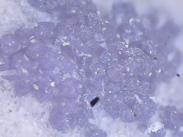 Plaga de FUSARIOSIS DEL MAÍZ, FUSARIUM GRAMINEARUM