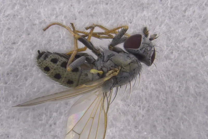 Plaga de POLYSTIGMA SPP.