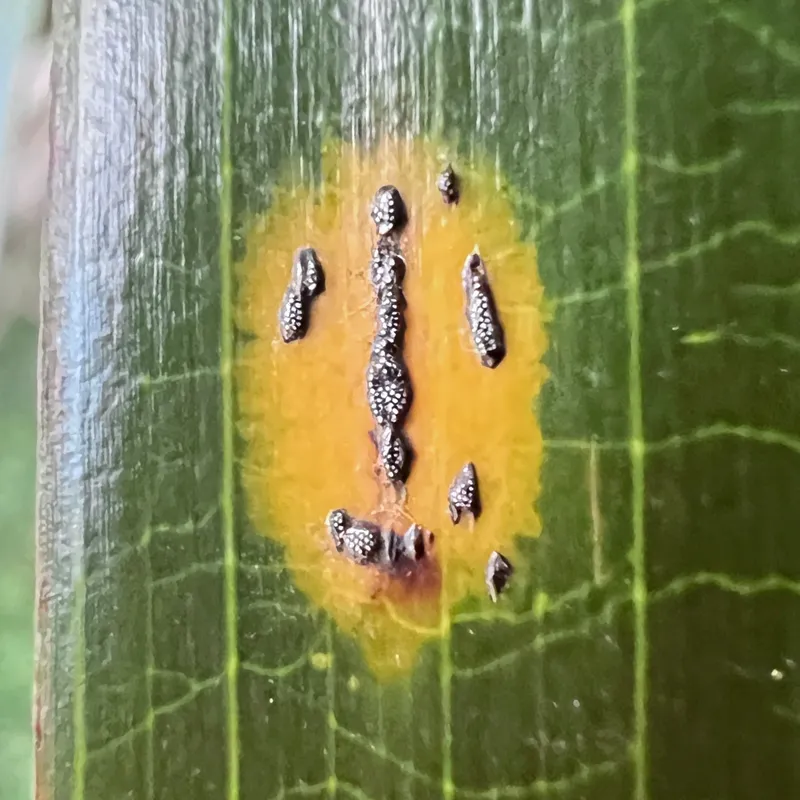Plaga de HELMINTHOSPORIUM SPP.
