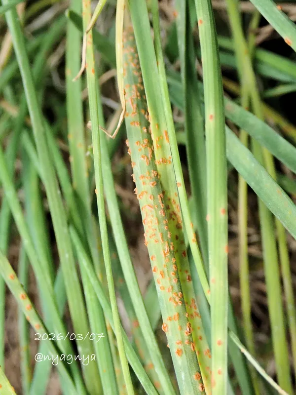 Plaga de ROYA DEL AJO, PUCCINIA ALLII