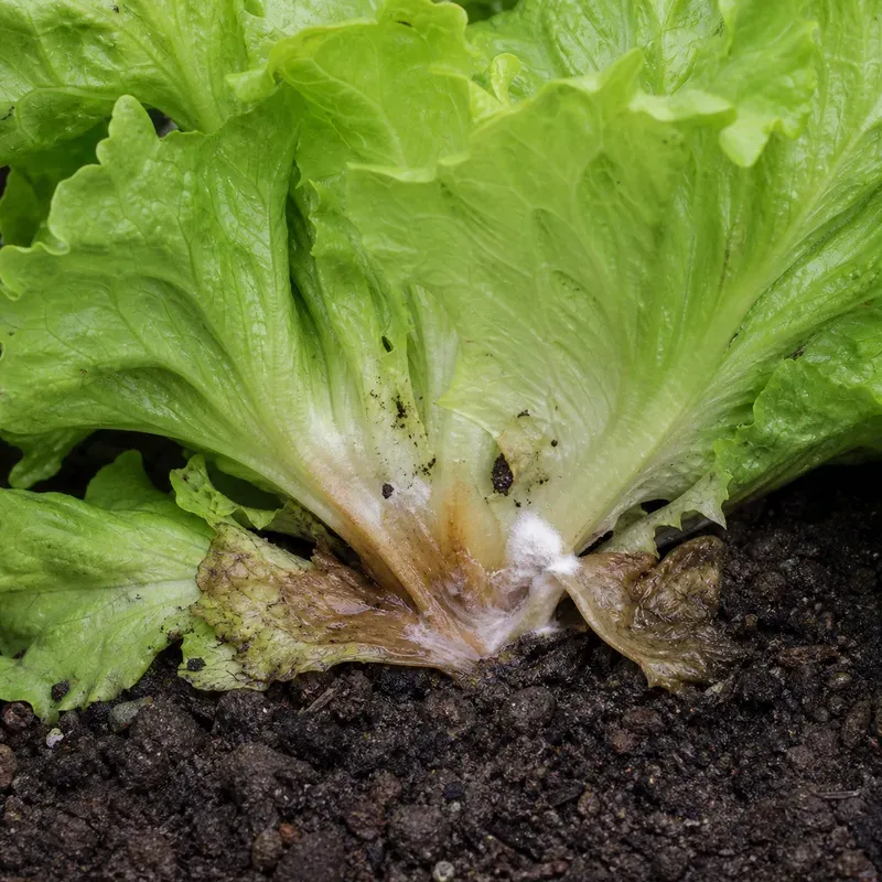 Representación editorial de síntomas compatibles con Sclerotinia minor en lechuga