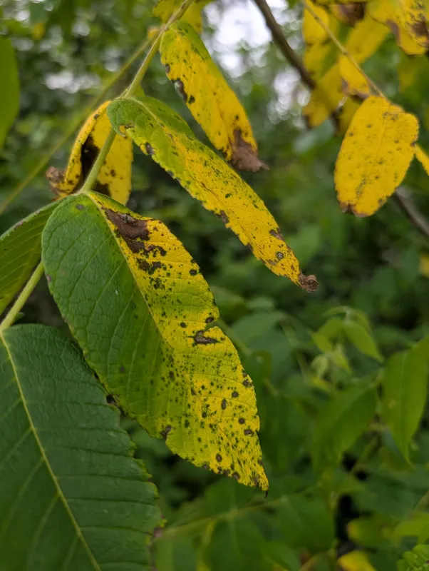 Plaga de ANTRACNOSIS DEL NOGAL, OPHIOGNOMONIA LEPTOSTYLA