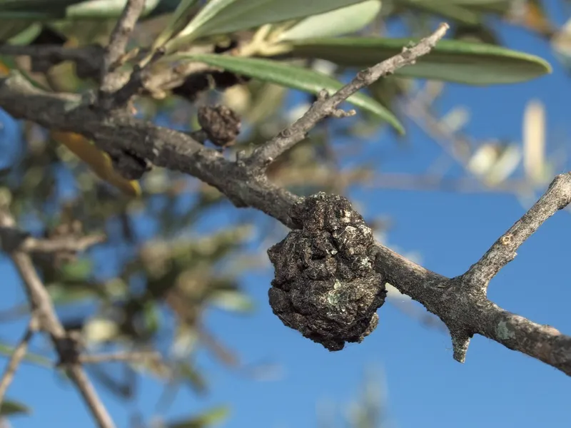 Plaga de TUBERCULOSIS DEL OLIVO, PSEUDOMONAS SAVASTANOI PV. SAVASTANOI