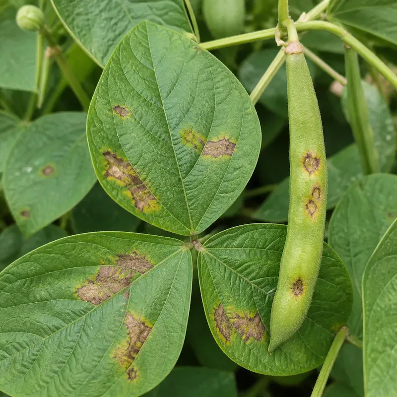 Representación editorial de síntomas compatibles con Xanthomonas phaseoli pv. phaseoli en judía
