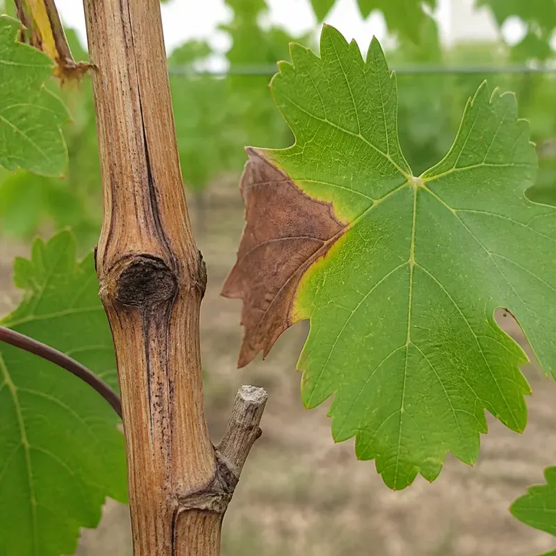 Representación editorial de síntomas compatibles con Xylophilus ampelinus en vid