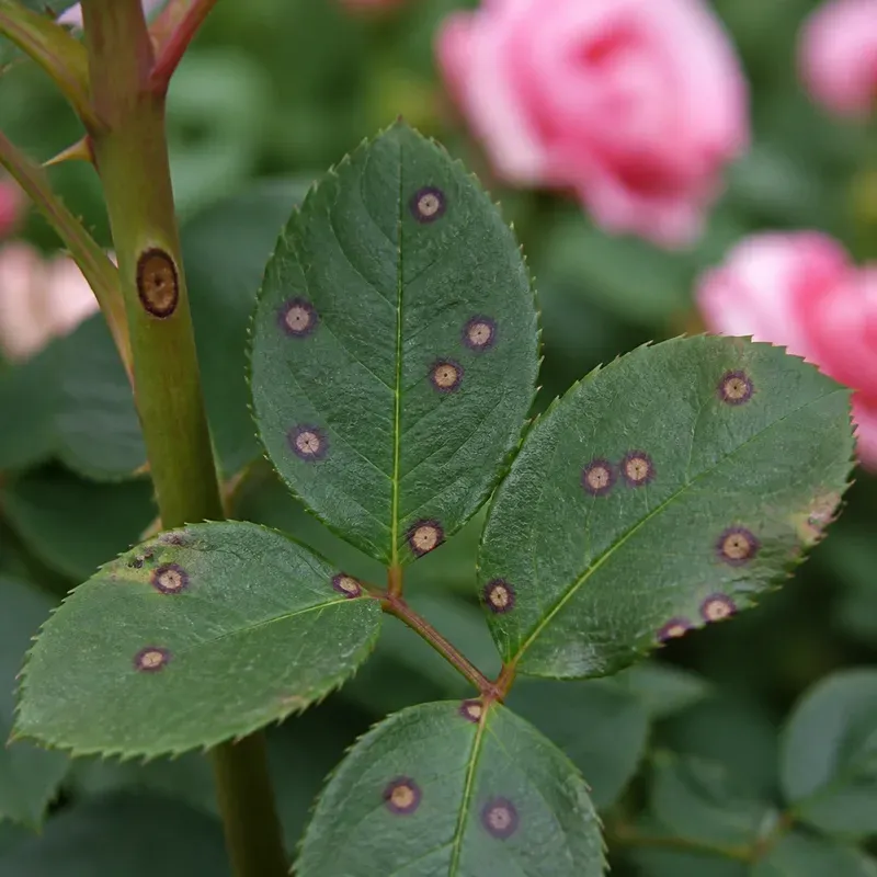 Representación editorial de síntomas compatibles con antracnosis del rosal