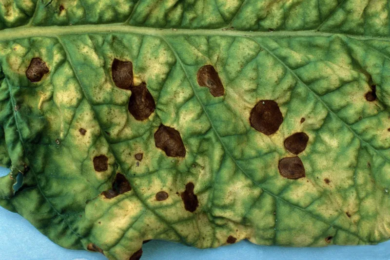 Plaga de ALTERNARIA, MANCHA DE LA HOJA DE LA ZANAHORIA, ALTERNARIA DAUCI