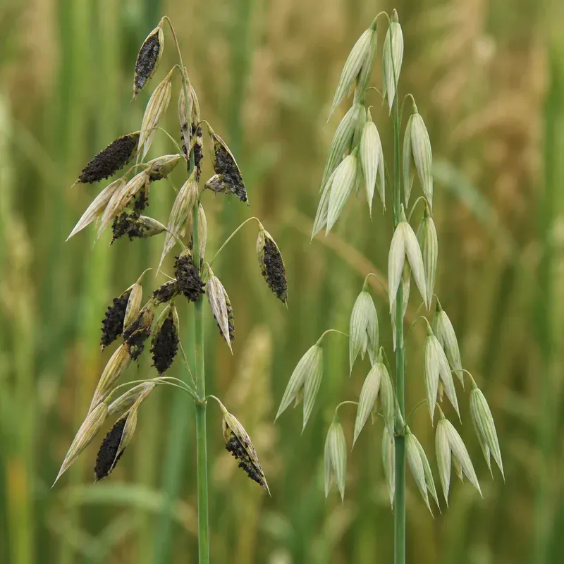 Representación editorial de síntomas compatibles con carbón desnudo de la avena