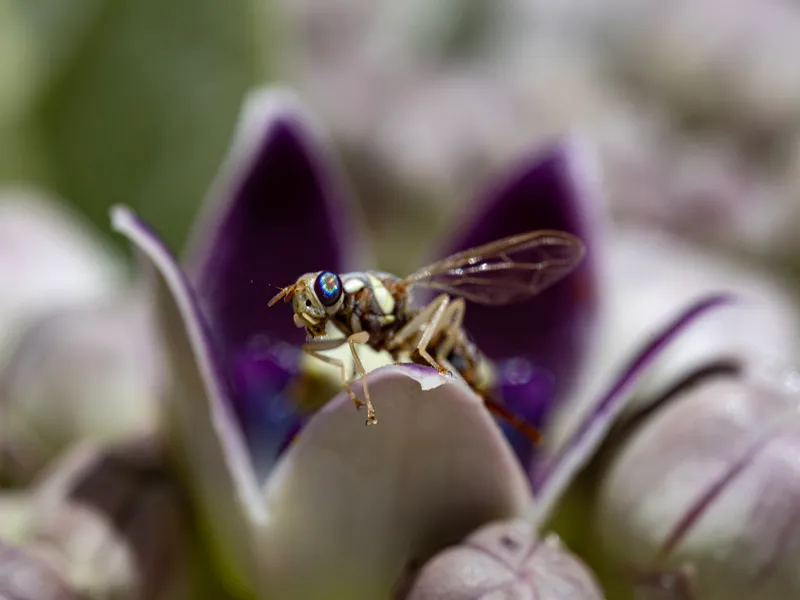 Plaga de MOSCA DE LA CALABAZA, DACUS FRONTALIS