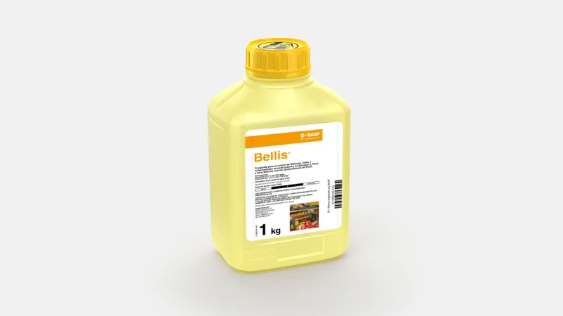 Imagen oficial de BELLIS