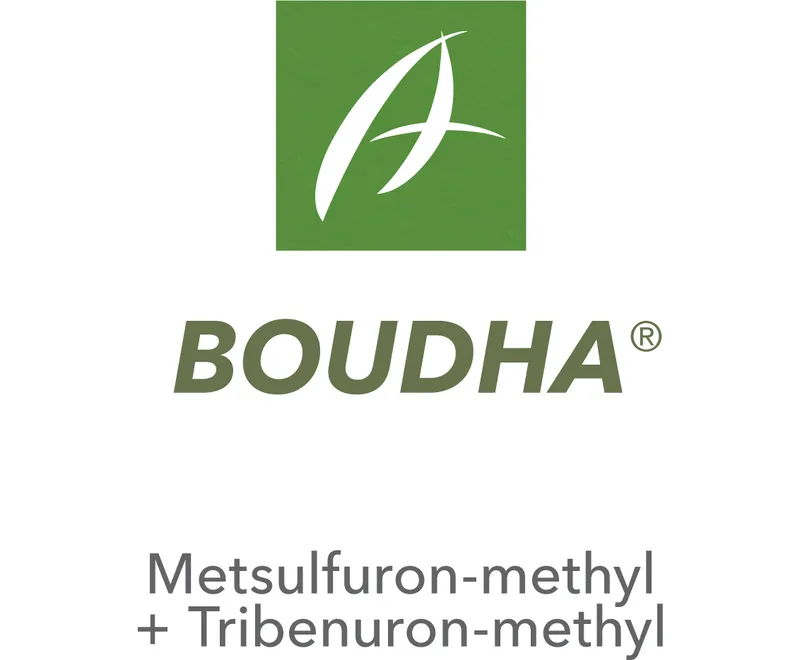 Imagen oficial de BOUDHA